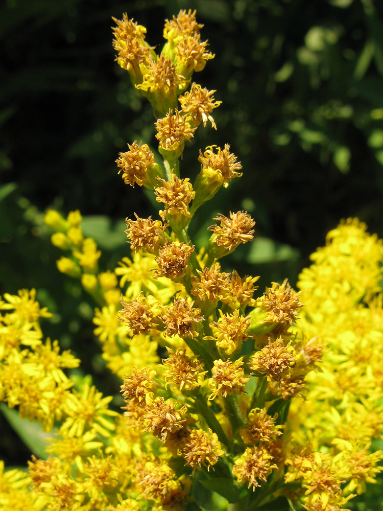 Image of Solidago canadensis specimen.