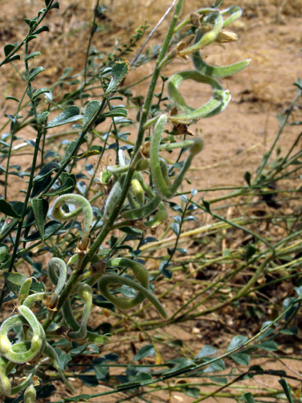 Image of Ammothamnus lehmannii specimen.