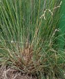 Festuca amethystina