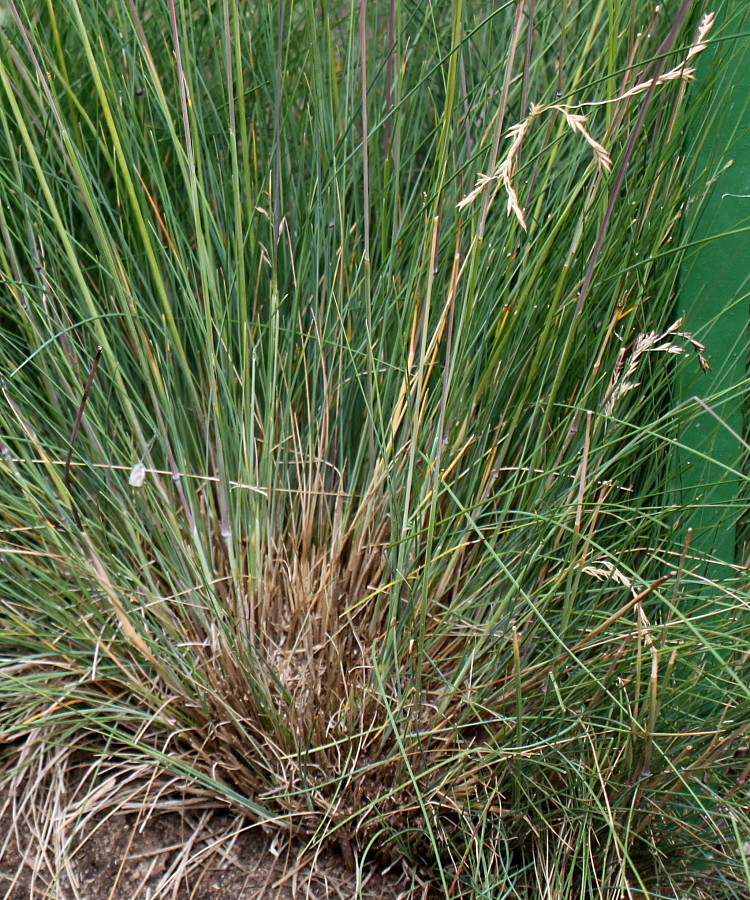 Изображение особи Festuca amethystina.