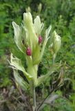 Castilleja pallida
