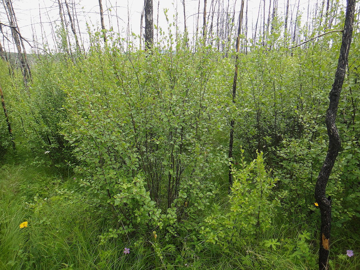 Image of Betula fruticosa specimen.