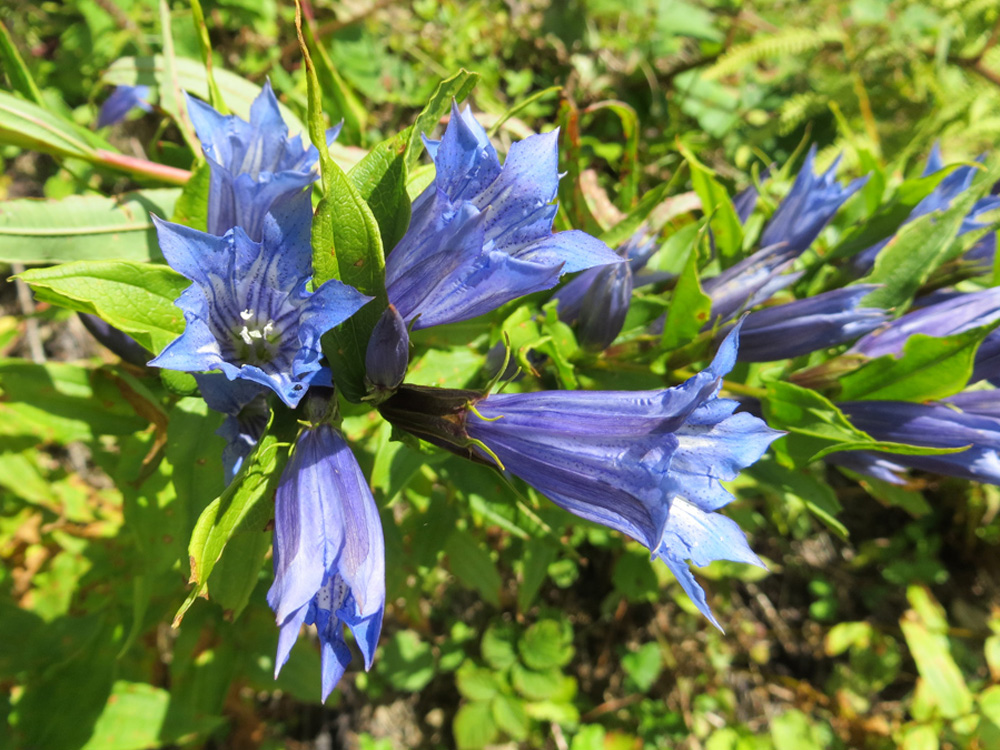 Изображение особи Gentiana schistocalyx.