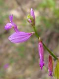 Polygala major. Верхушка соцветия. Краснодарский край, окр. г. Геленджик, щель Прасковеевская, обочина дороги по склону хребта над селом Прасковеевка. 21.09.2013.