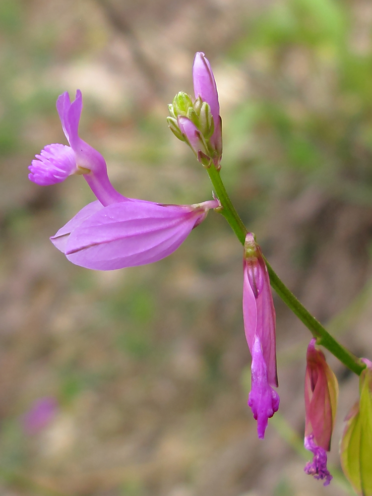 Изображение особи Polygala major.