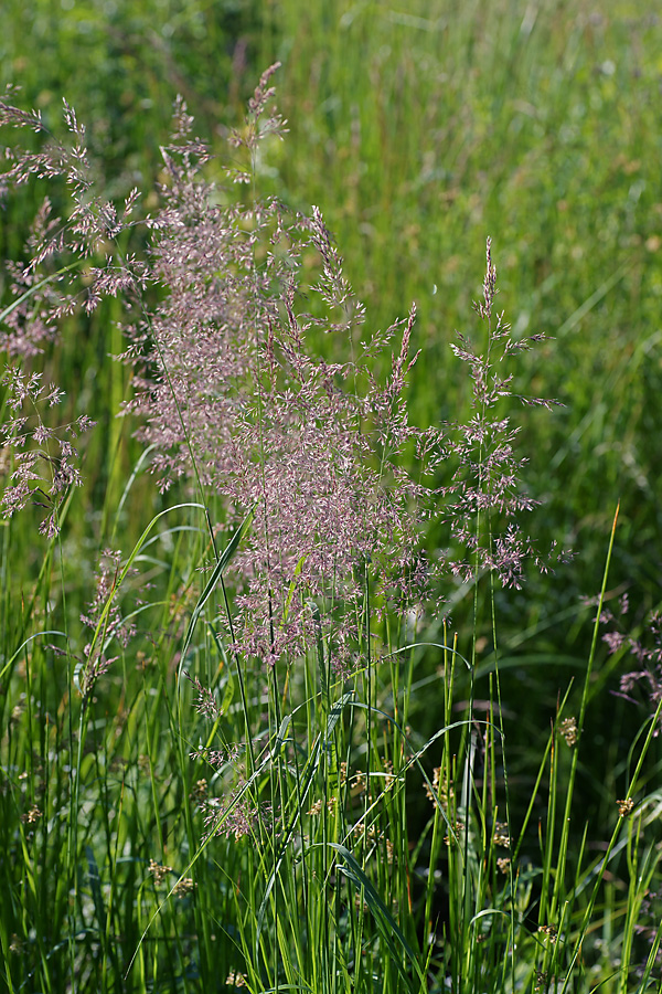 Изображение особи Calamagrostis epigeios.