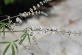 Vitex agnus-castus