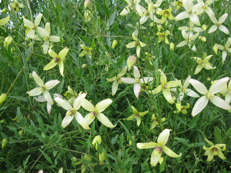 Изображение особи Clematis orientalis.