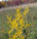 Asparagus verticillatus. Веточки с листьями осенней окраски. Краснодарский край, окр. г. Крымск, каменистый склон горы. 16.10.2013.