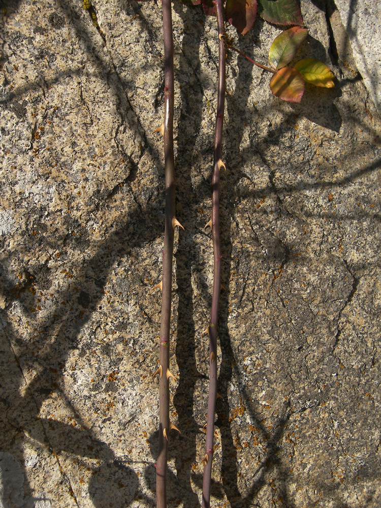 Image of Rosa afzeliana specimen.