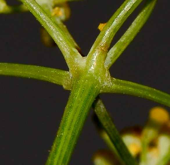 Изображение особи Foeniculum vulgare.