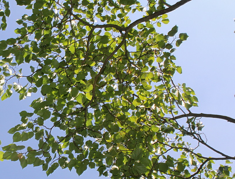 Image of Cercis chinensis specimen.