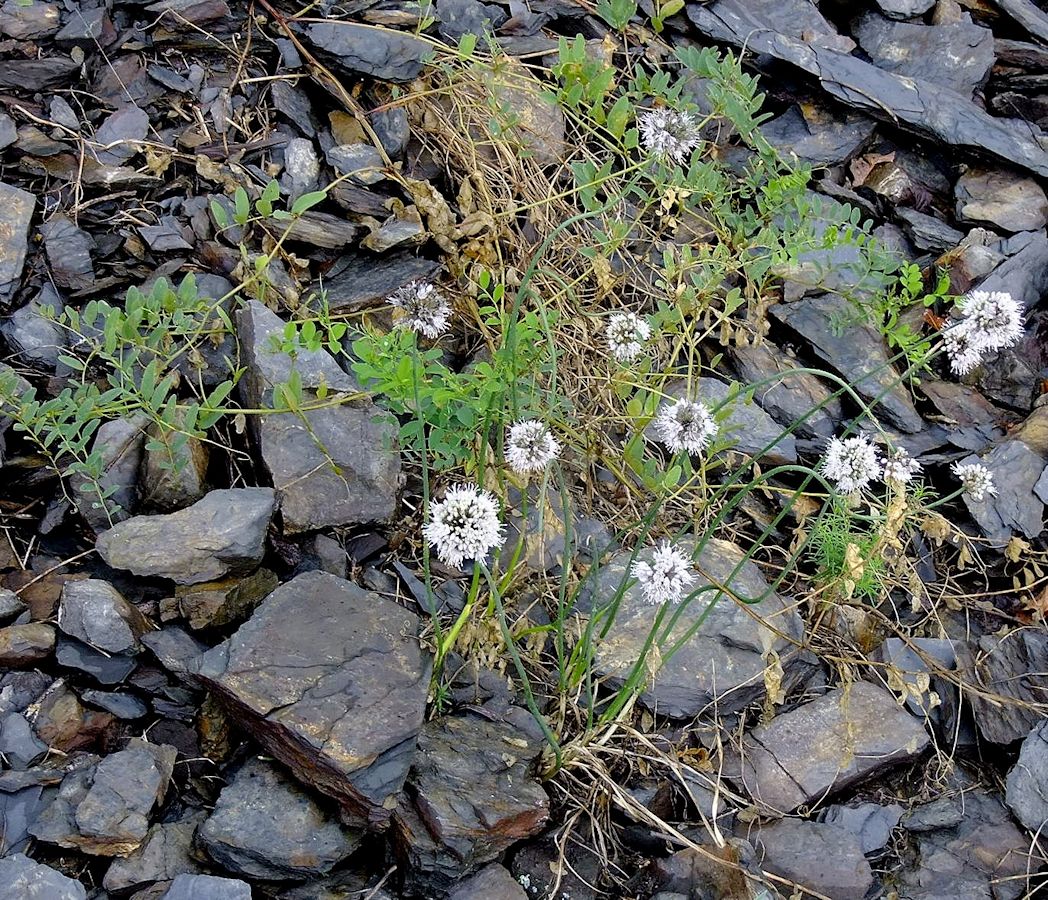 Image of Allium maackii specimen.