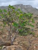 Jatropha unicostata