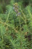 Campanula bononiensis. Верхушка больного растения с соцветием. Ростовская обл., Аксайский р-н, окр. хут. Александровка. 20.07.2013.