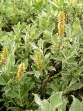 Salix lanata