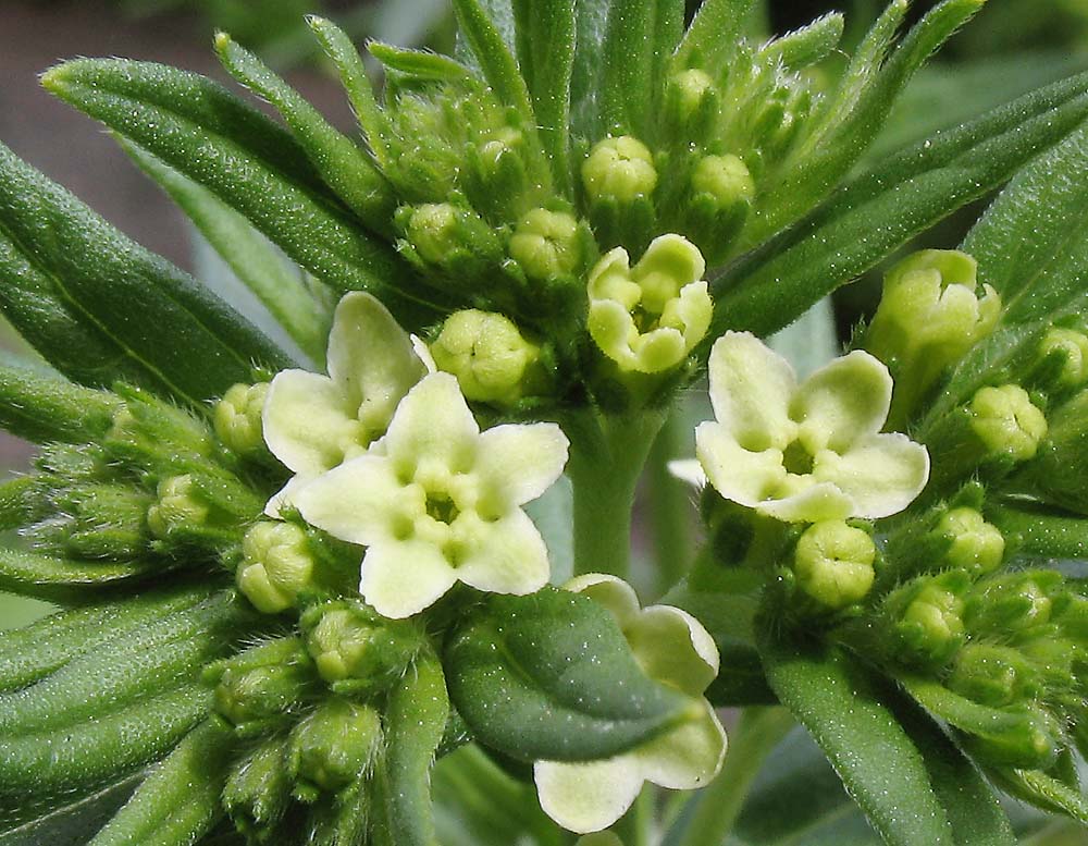 Image of Lithospermum officinale specimen.