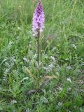 Dactylorhiza maculata. Цветущее растение. Украина, Киевская обл., Киево-Святошинский р-н, окр. г. Боярка, заливной луг по соседству с ольховым лесом. Июнь 2010 г.