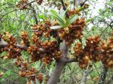 Hippophae rhamnoides