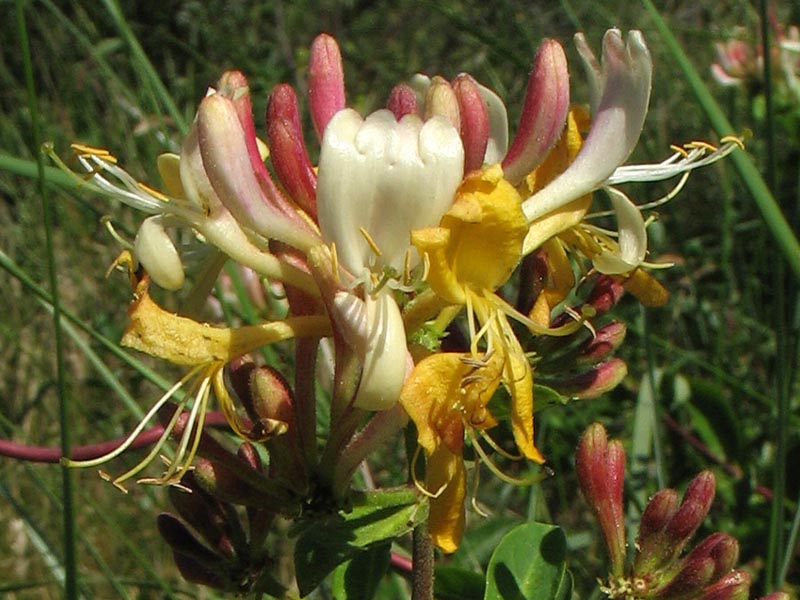 Image of Lonicera periclymenum specimen.