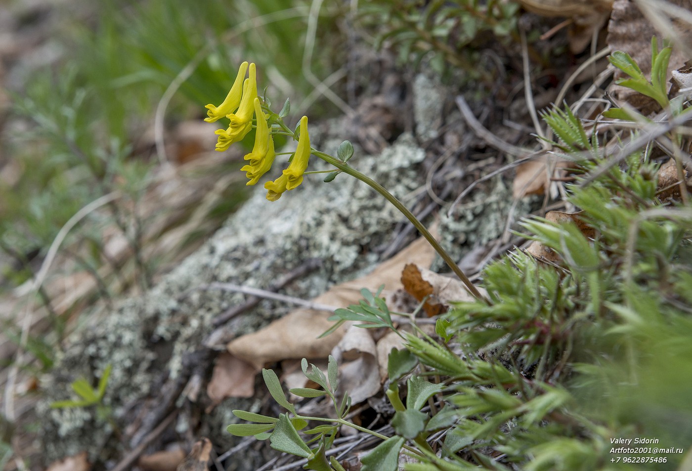 Image of Corydalis gorinensis specimen.