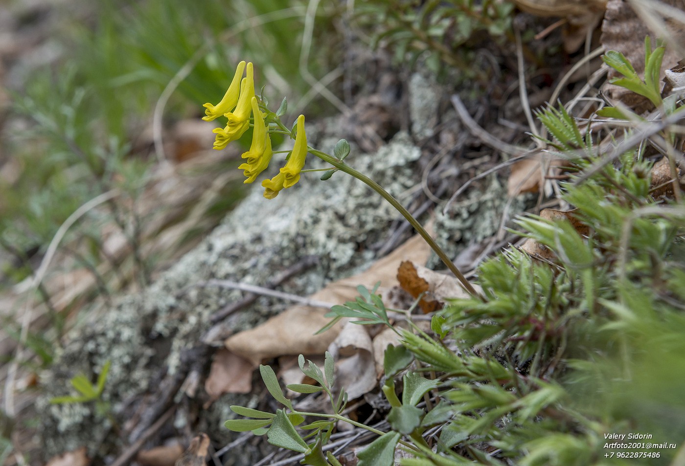 Изображение особи Corydalis gorinensis.