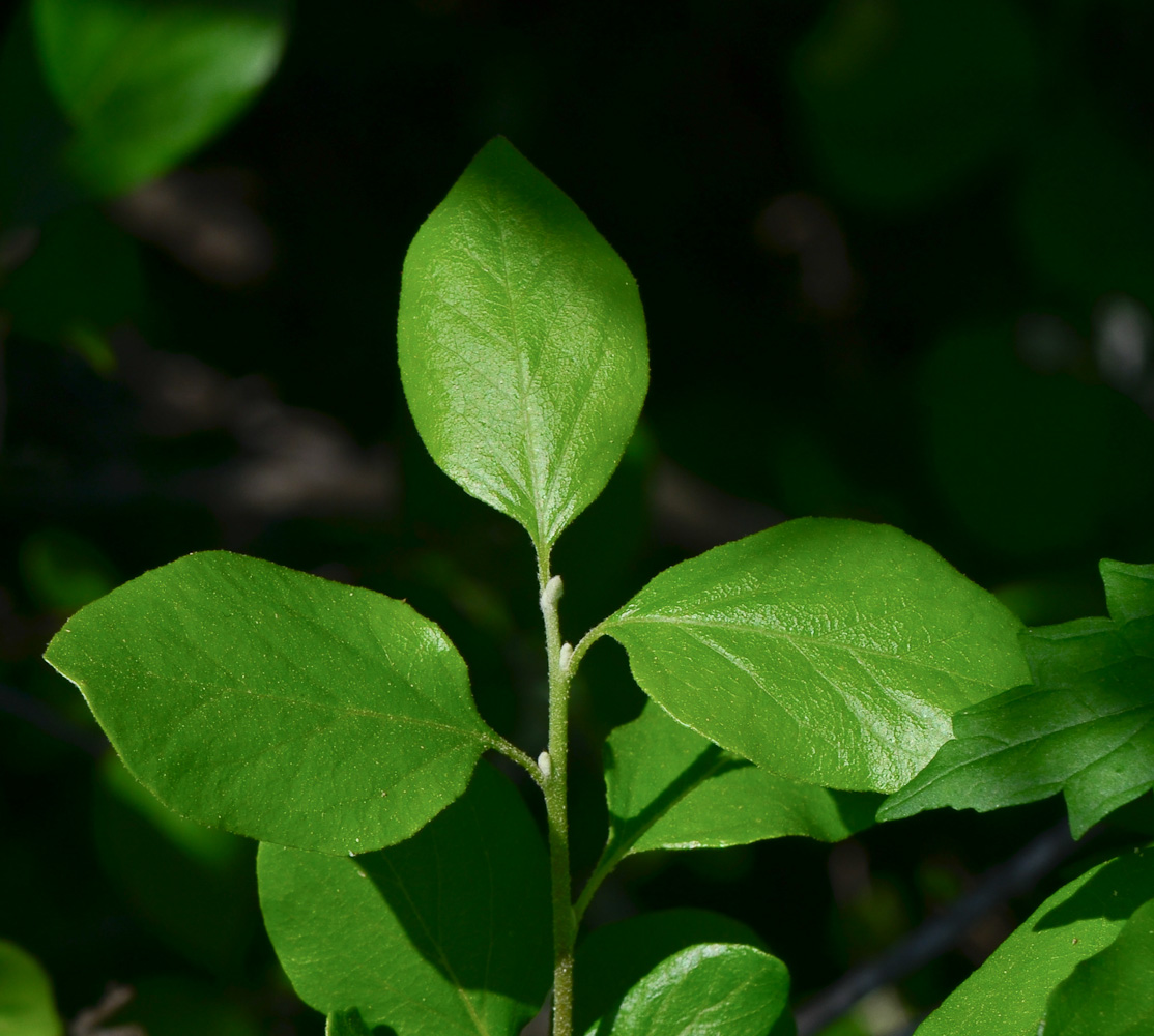 Изображение особи Styrax officinalis.