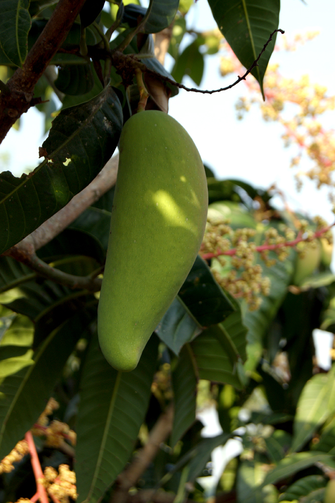 Image of Mangifera indica  specimen.