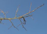 Lagerstroemia indica. Покоящаяся ветка. Германия, г. Дюссельдорф, Ботанический сад университета. 13.03.2014.