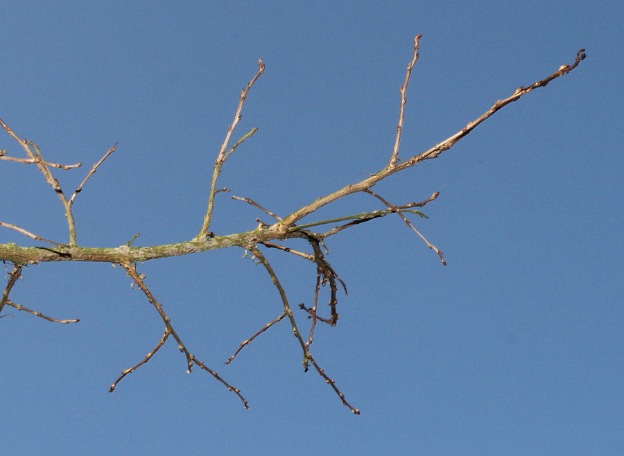 Image of Lagerstroemia indica specimen.