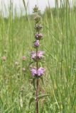 Phlomoides tuberosa