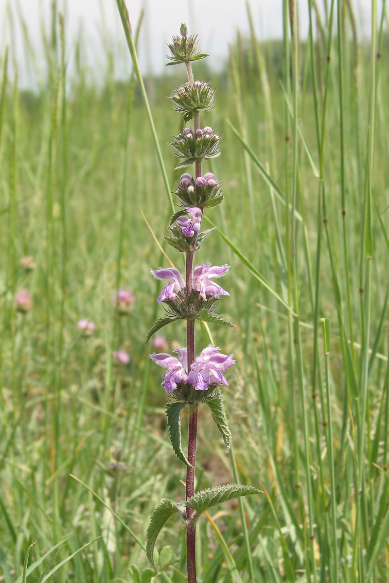 Изображение особи Phlomoides tuberosa.