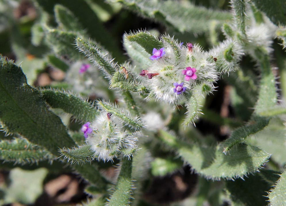 Image of Hormuzakia aggregata specimen.