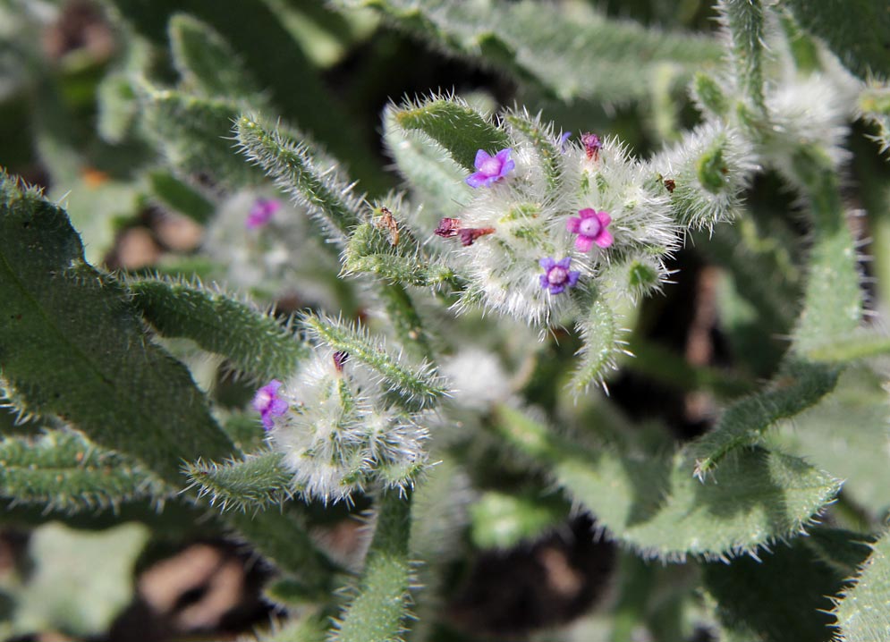 Image of Hormuzakia aggregata specimen.