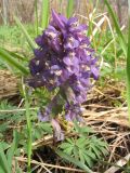 Corydalis solida