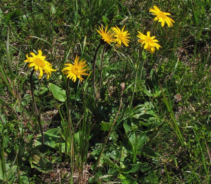 Image of Arnica montana specimen.