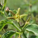 Vincetoxicum maeoticum. Цветок. Украина, Донецкая обл., Першотравневый р-н, Белосарайская коса. 20.05.2014.