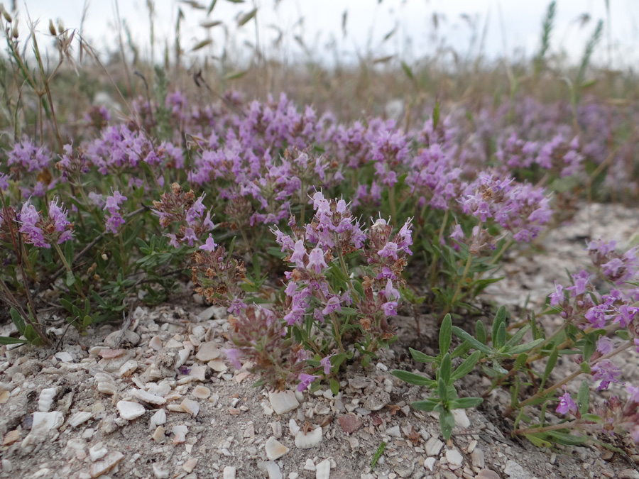 Изображение особи Thymus pallasianus.