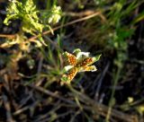 Viola arvensis. Раскрывшийся плод. Московская обл., Электрогорск, у ж.-д. дороги. 05.06.2014.