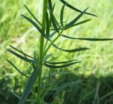 Dracocephalum ruyschiana. Чать побега. Белгородская обл., Губкинский р-н, запов. \"Белогорье\", \"Ямская степь\". 11 июня 2009 г.