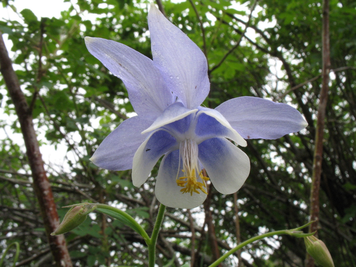 Image of Aquilegia vitalii specimen.