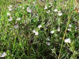 Euphrasia frigida