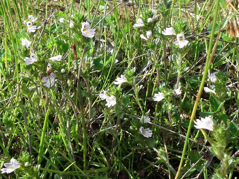 Изображение особи Euphrasia frigida.