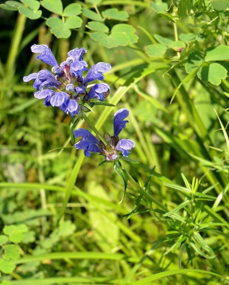 Изображение особи Dracocephalum ruyschiana.