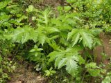 Cirsium oleraceum. Вегетирующее растение. Украина, Львовская обл., Дрогобычский р-н, г. Трускавец, Помярки, обочина дороги. 12.06.2014.