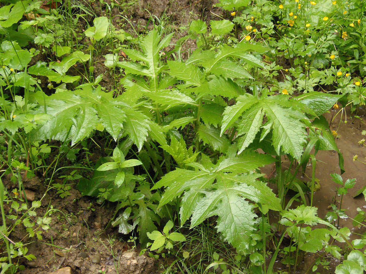 Изображение особи Cirsium oleraceum.