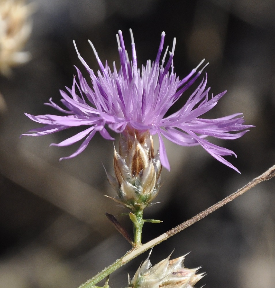 Изображение особи Centaurea deustiformis.