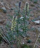 Pseudosophora alopecuroides