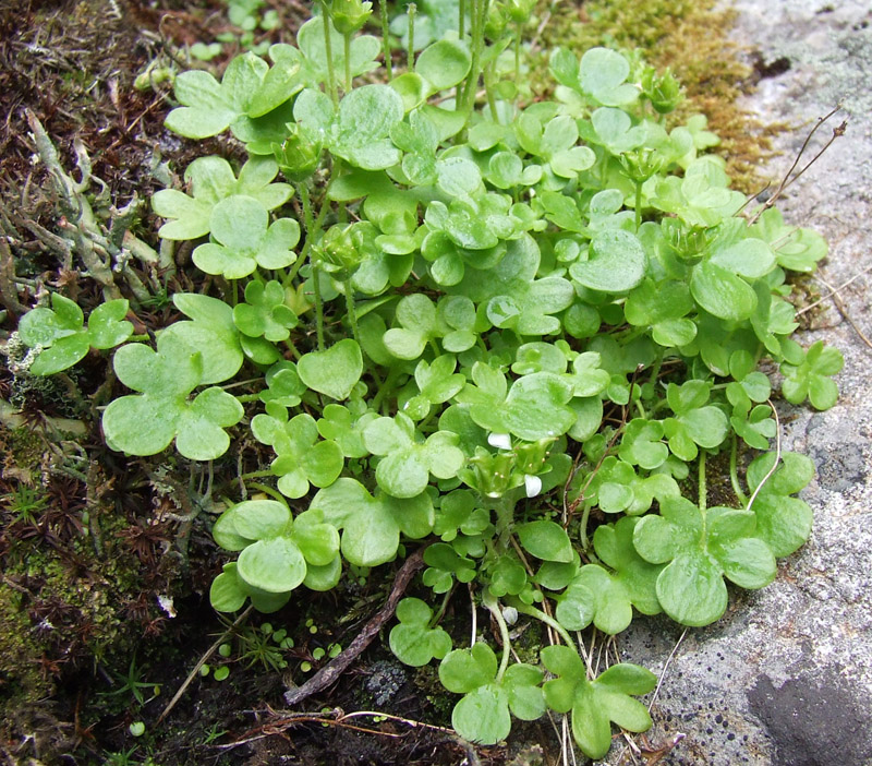 Image of Saxifraga rivularis specimen.