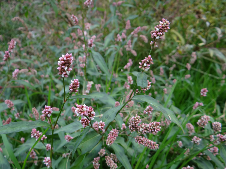 Image of Persicaria maculosa specimen.